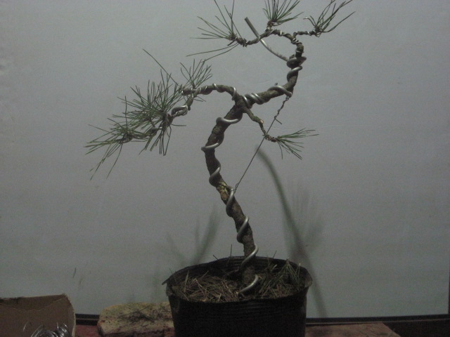2011-02-13ļ 004.jpg