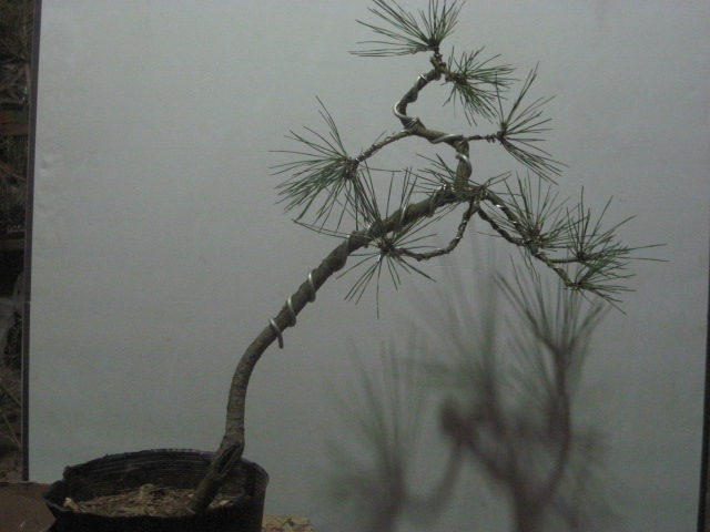 2011-02-13ļ 005.jpg