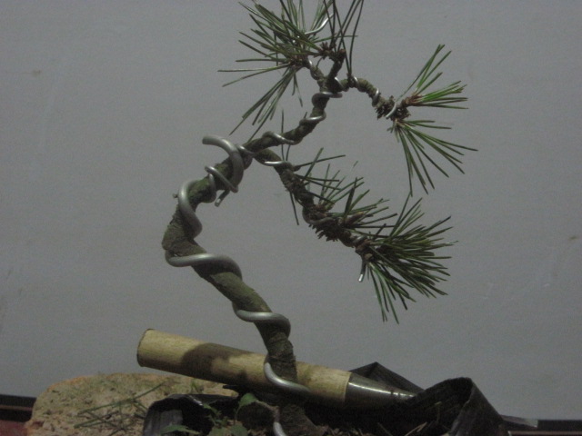 2011-02-13ļ 006.jpg