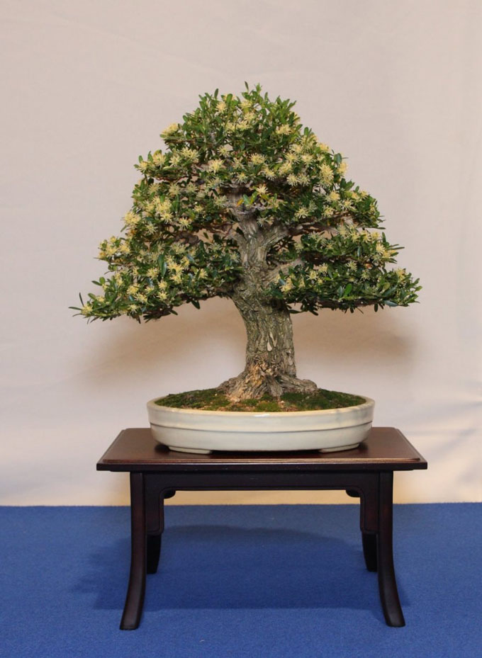 buxus-harlandii-chuhin-img_7267.jpg