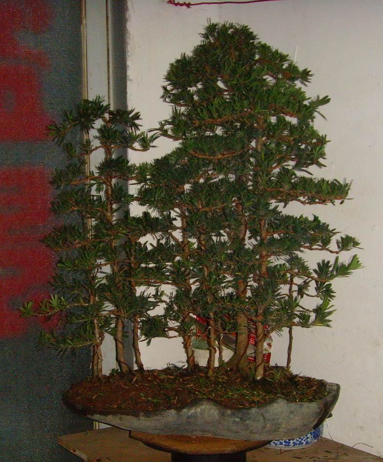 SNV37152.jpg