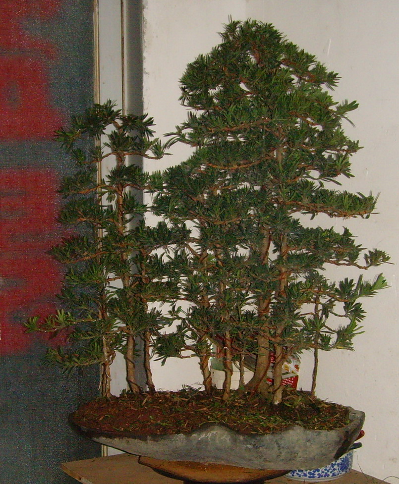 SNV37156.jpg