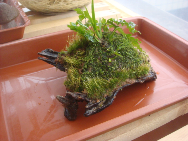 DSC09419.JPG
