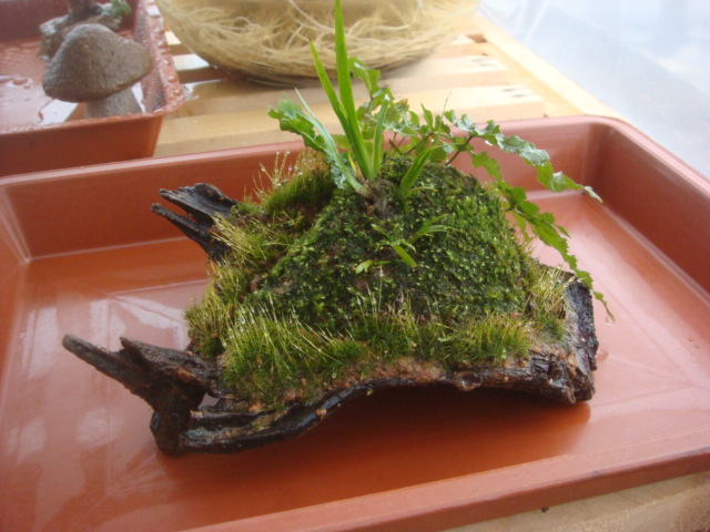 DSC09418.JPG
