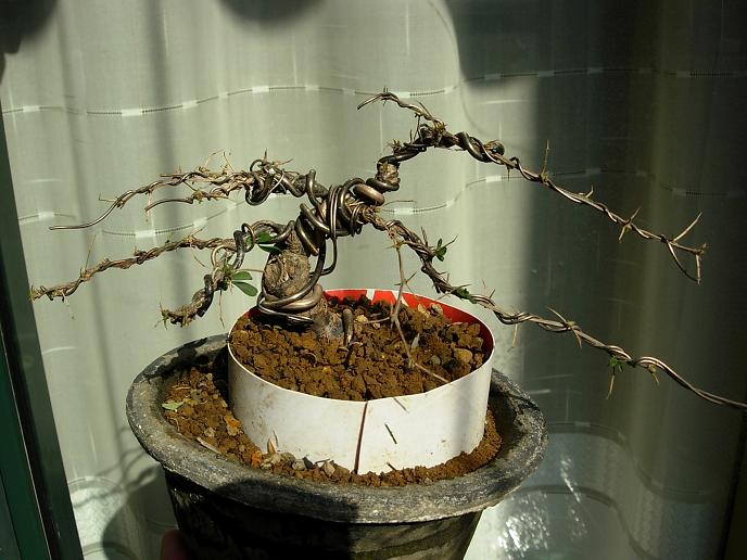 DSCN6452 (2).JPG