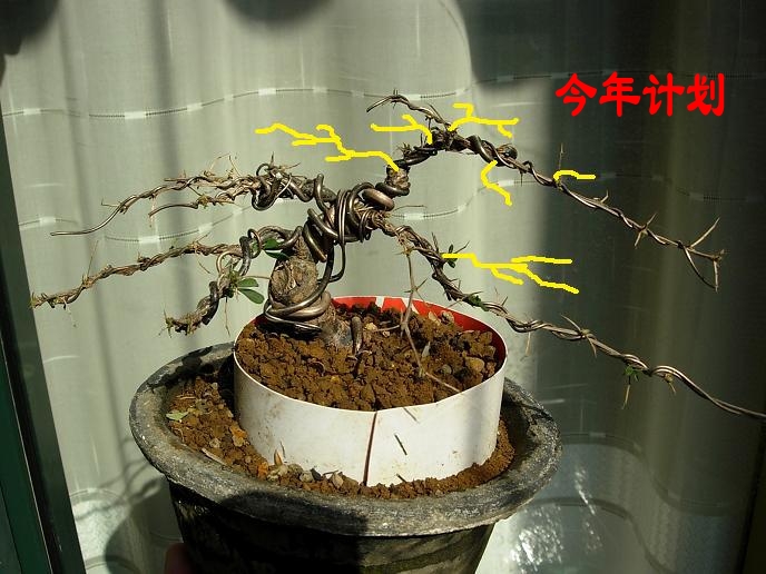 DSCN6452_conew1.jpg