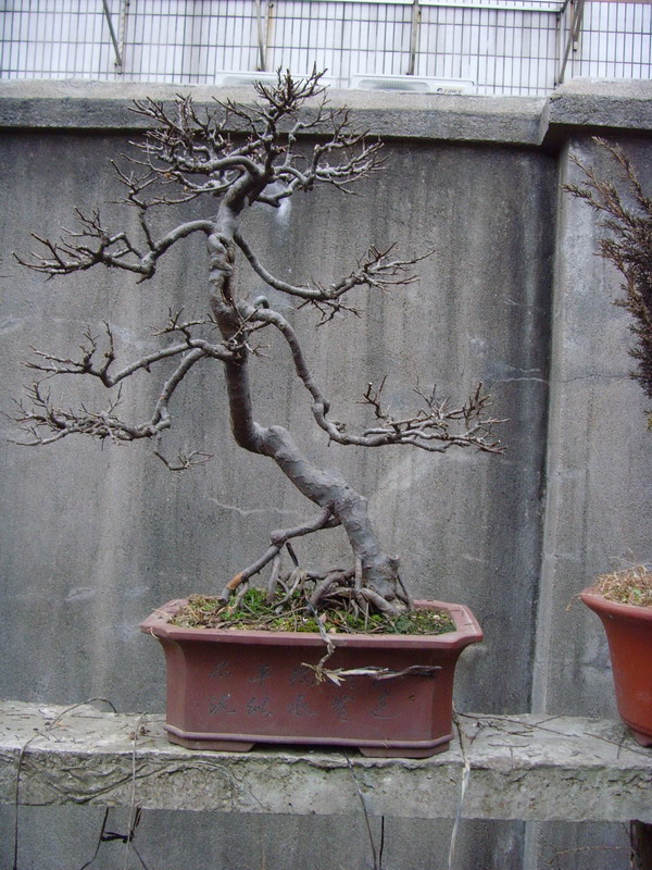 SNV37535.jpg