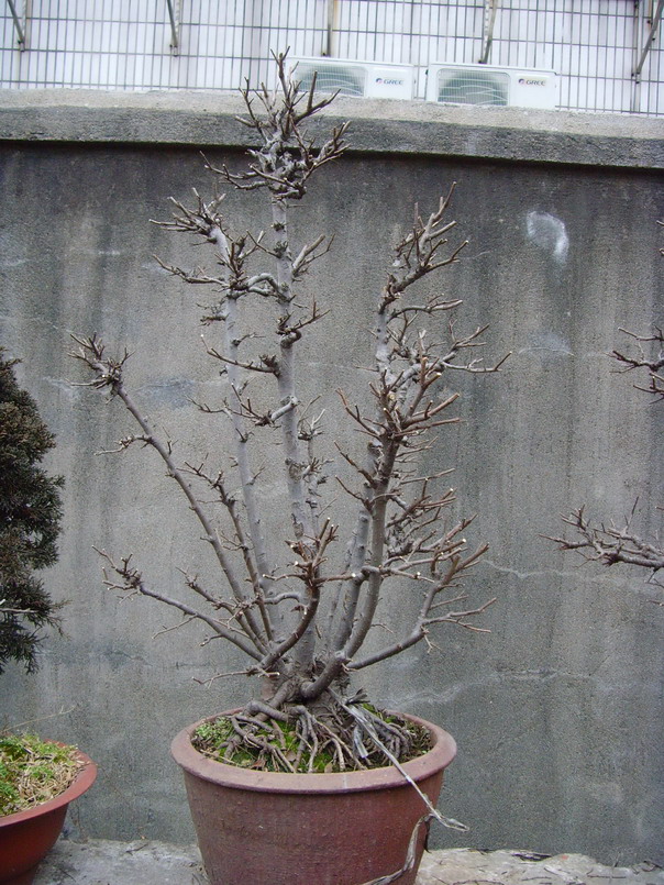 SNV37537.jpg
