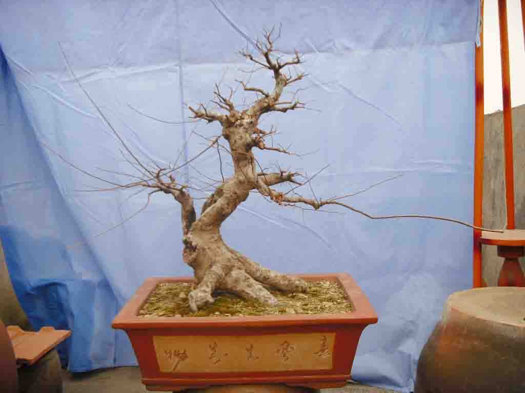 SDC12490.JPG