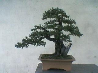 IMG0123A.jpg