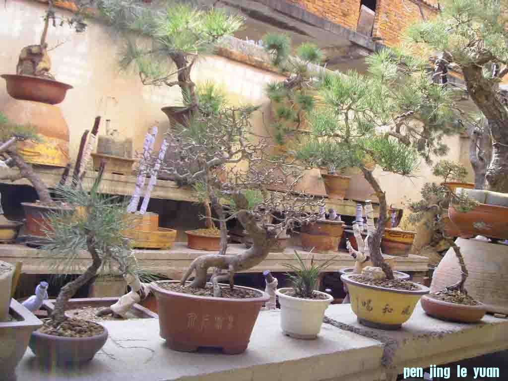 SDC12545.JPG
