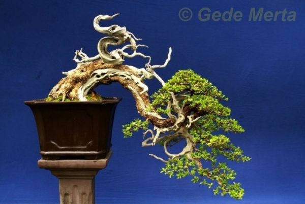 Pemphis acidula Gede Merta[1].jpg.thumb.jpg