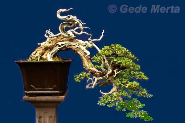 Pemphis acidula Gede Merta[1].jpg.thumb.jpg