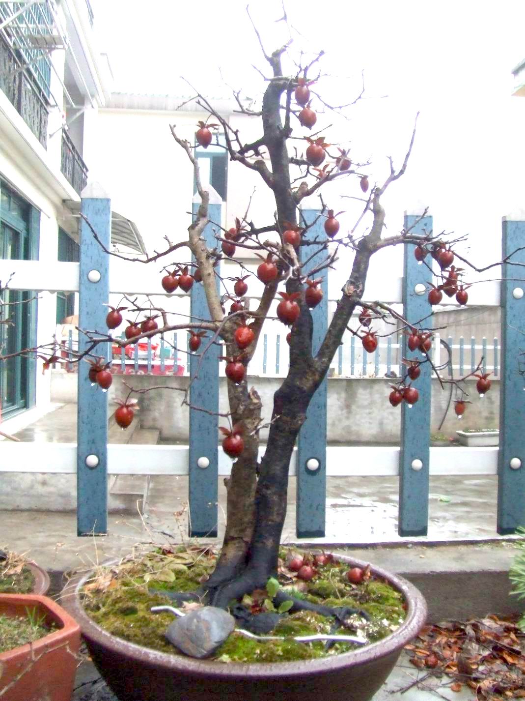 ع С ת DSCF8482.JPG
