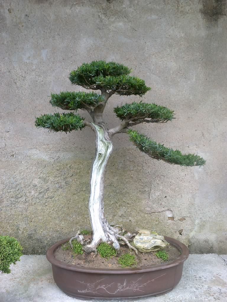 20120305947.jpg