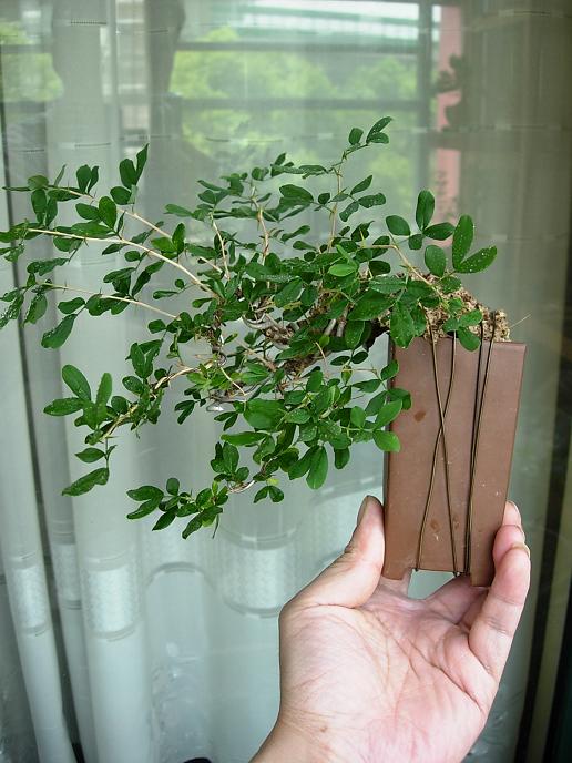 DSCN5727.JPG