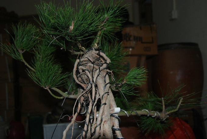 DSC_0558.JPG