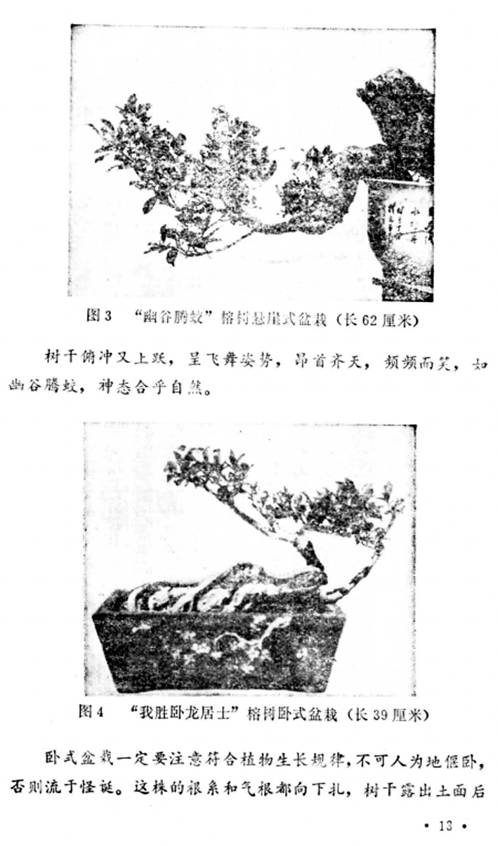 14̡Լա1982-.jpg