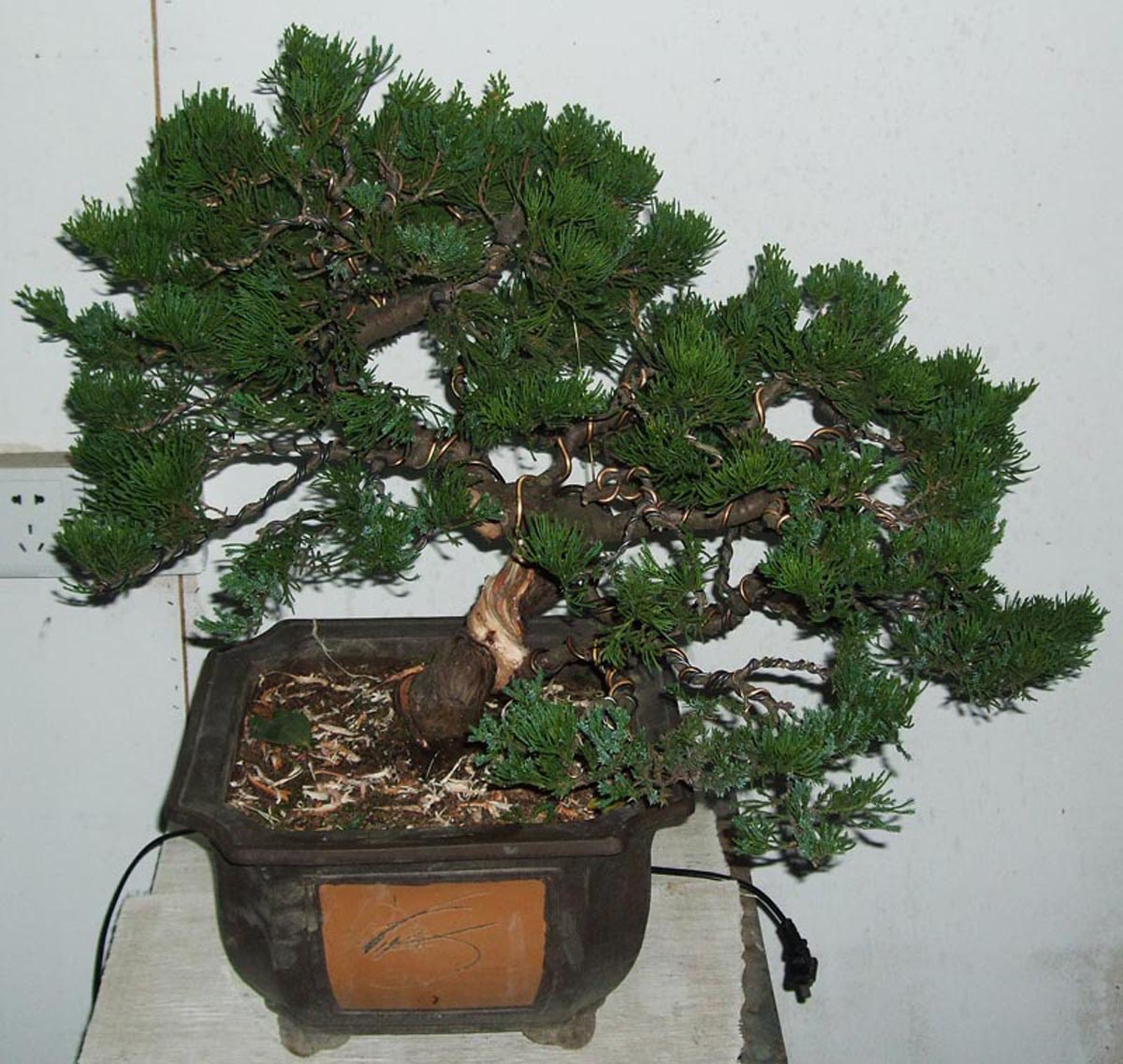 DSCF1374.jpg
