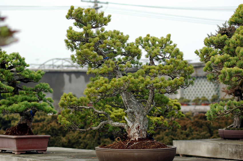 DSC_3531_.jpg