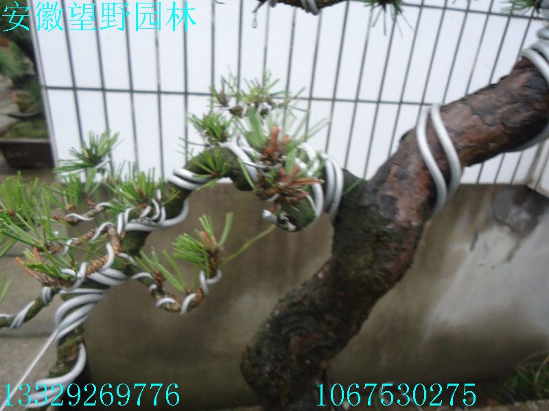 DSC03192.jpg