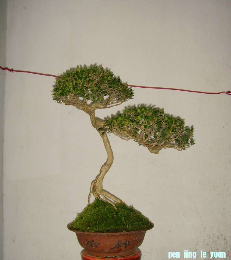 SNV37756.JPG