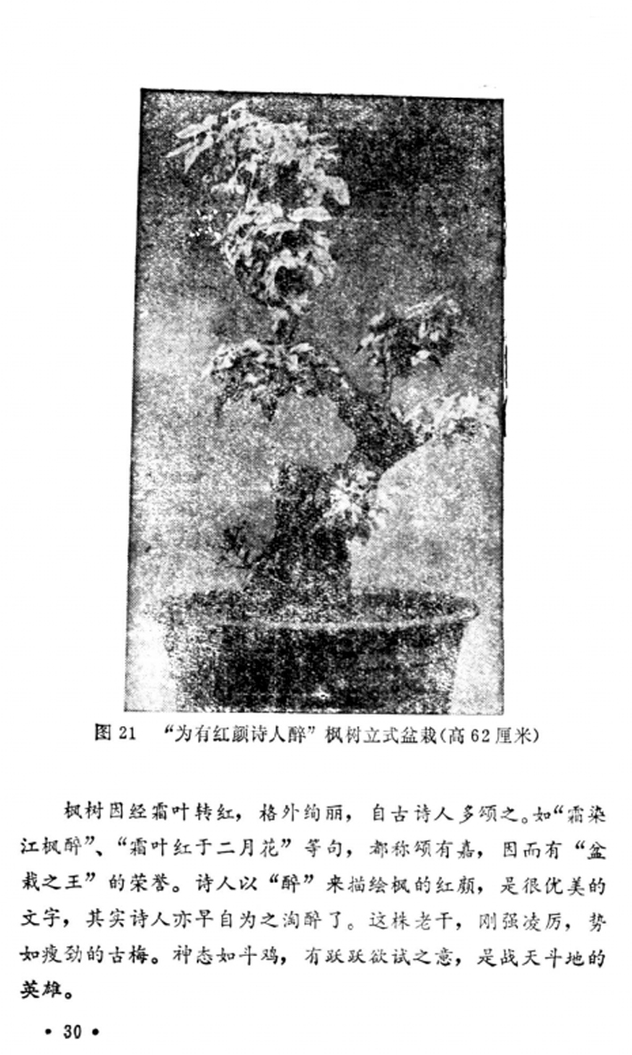 31̡Լա1982-.jpg