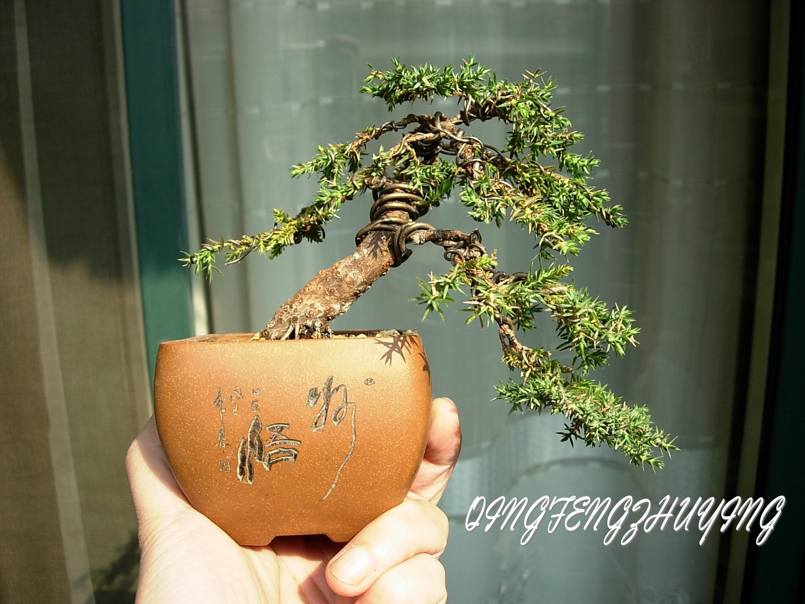 DSCN6536_conew1.jpg