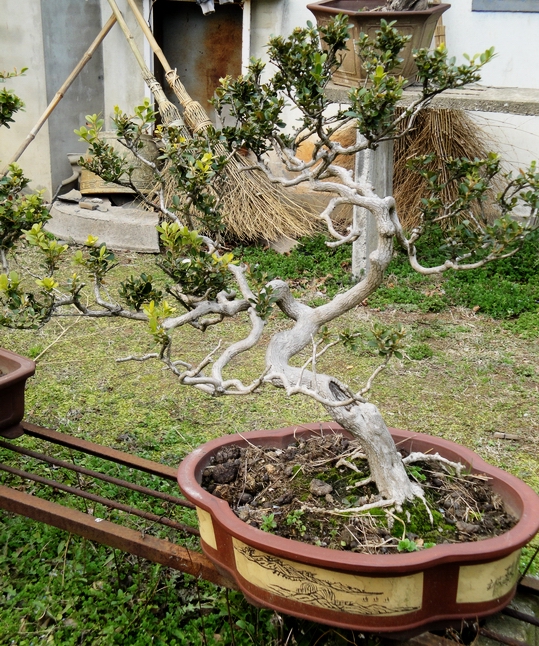 DSC08315.JPG