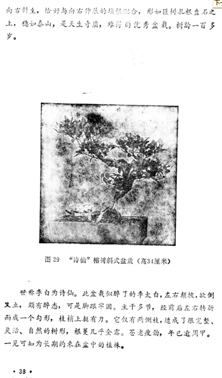 39̡Լա1982-.jpg