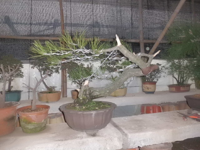CIMG0829.JPG