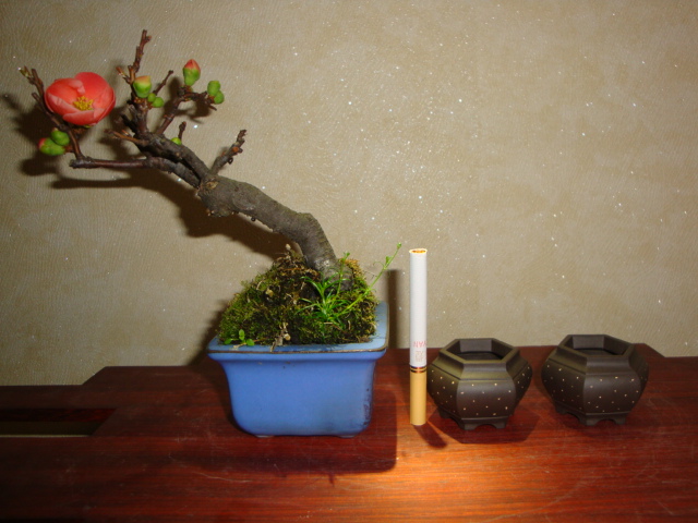 DSC08236.JPG