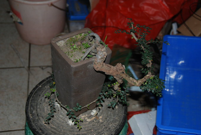 DSC_0543.JPG