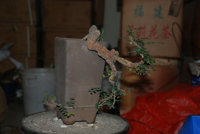 DSC_0542.JPG