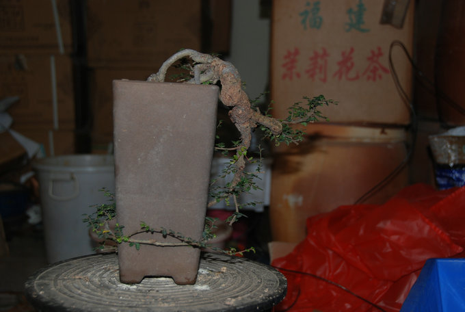 DSC_0541.JPG