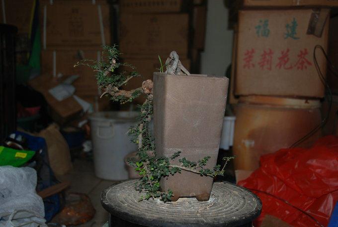 DSC_0540.JPG