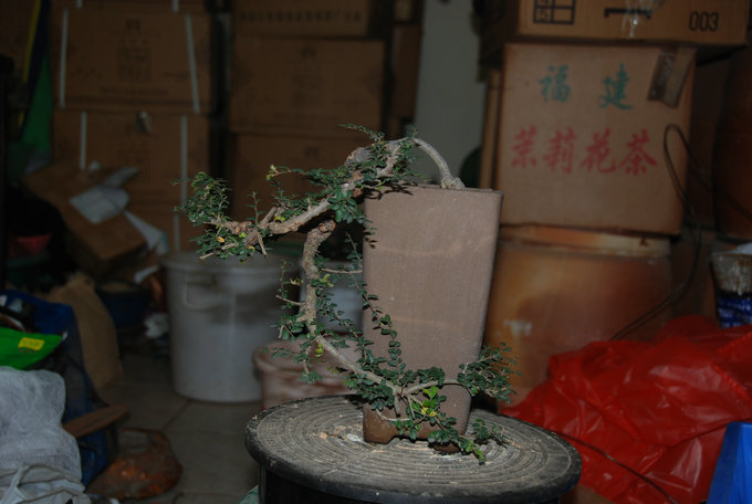 DSC_0539.JPG
