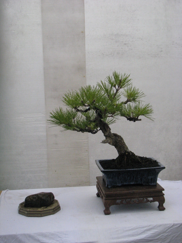 IMG_0349 (600x800).jpg