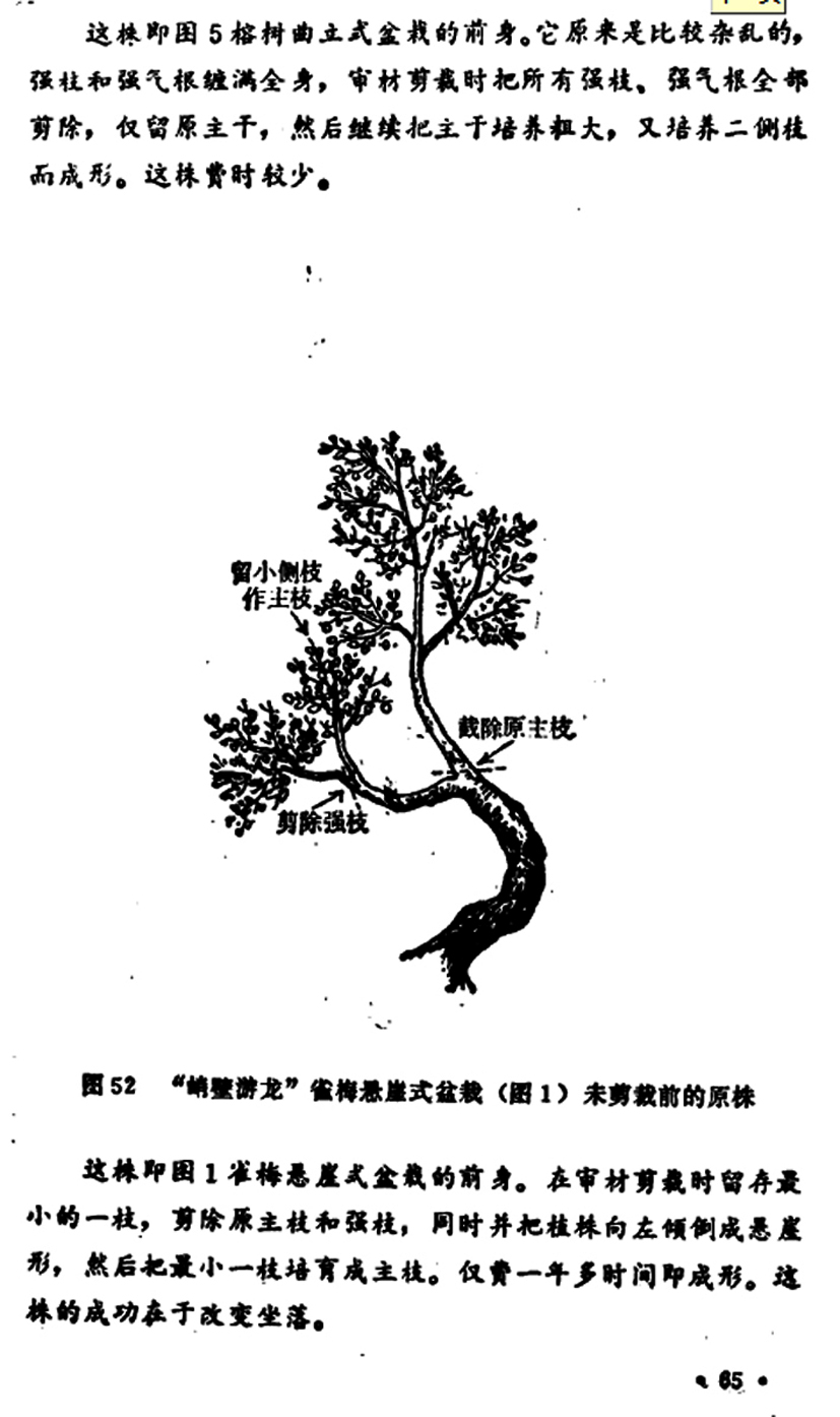 66̡Լա1982-.jpg