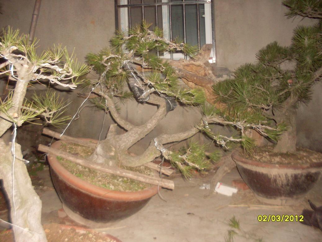 SDC11523.JPG