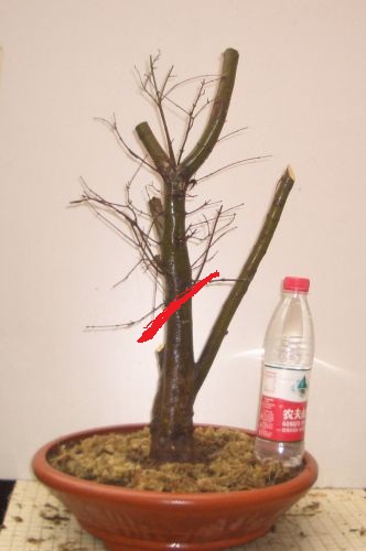 1231_JPG_thumb.jpg