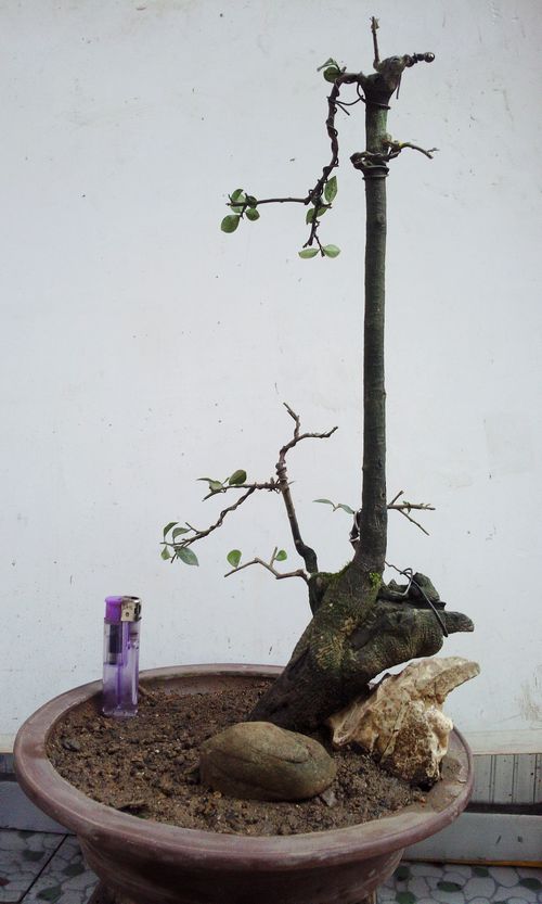 Ƭ0654.jpg