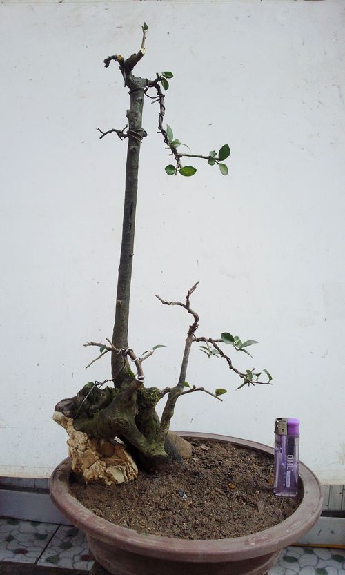Ƭ0653.jpg