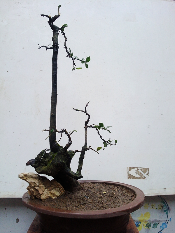 Ƭ0647.jpg
