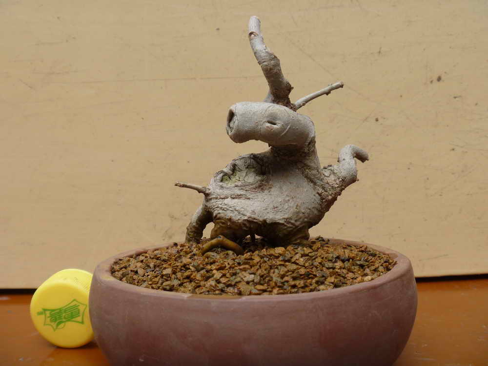 P1010450.JPG