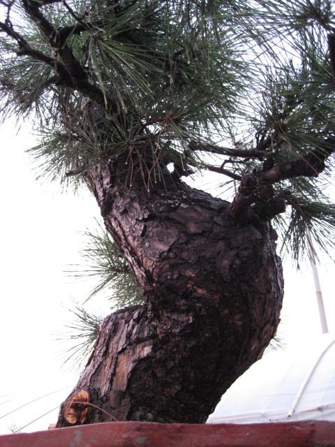 IMG_4609.JPG