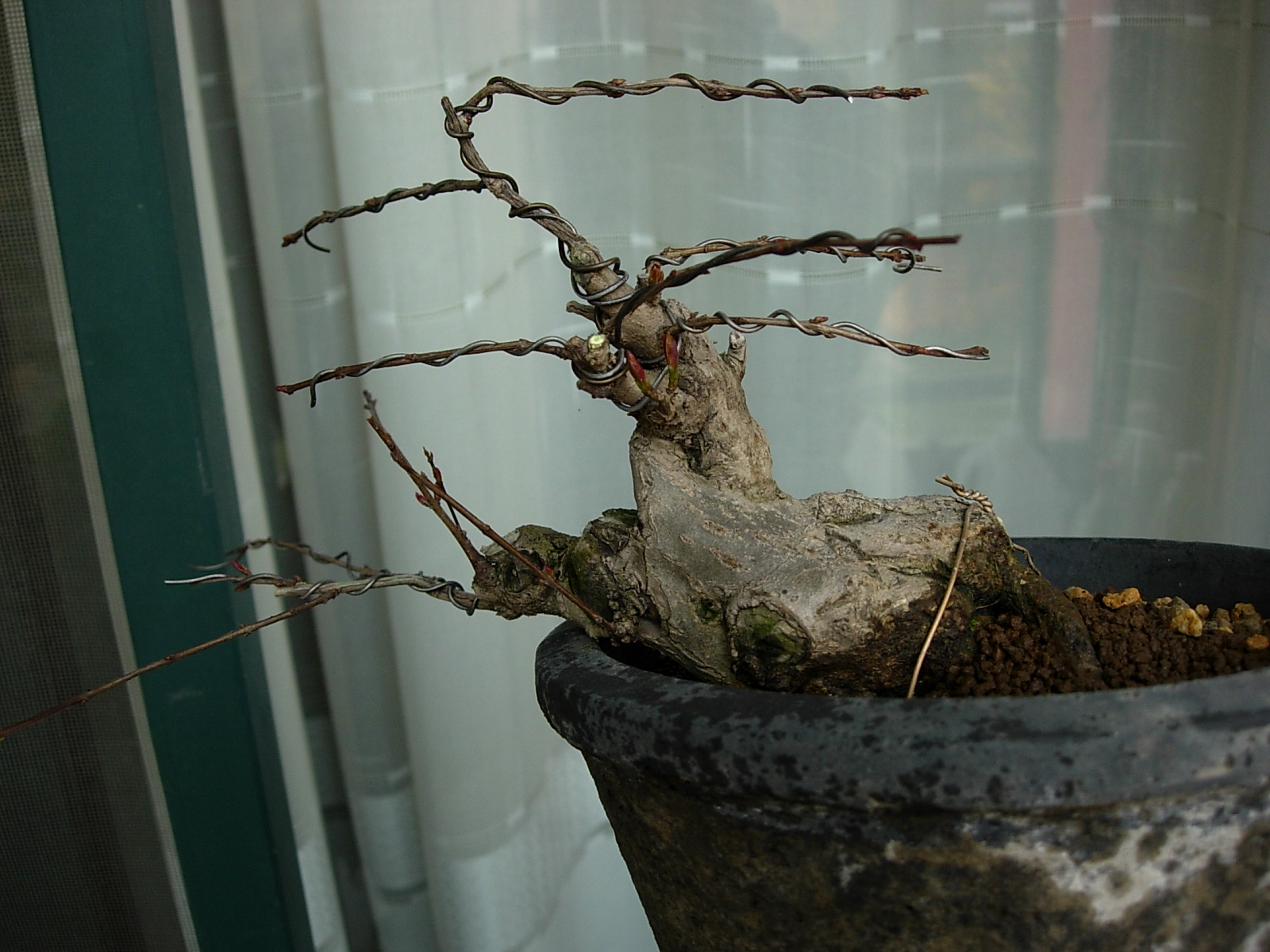 DSCN7420.JPG