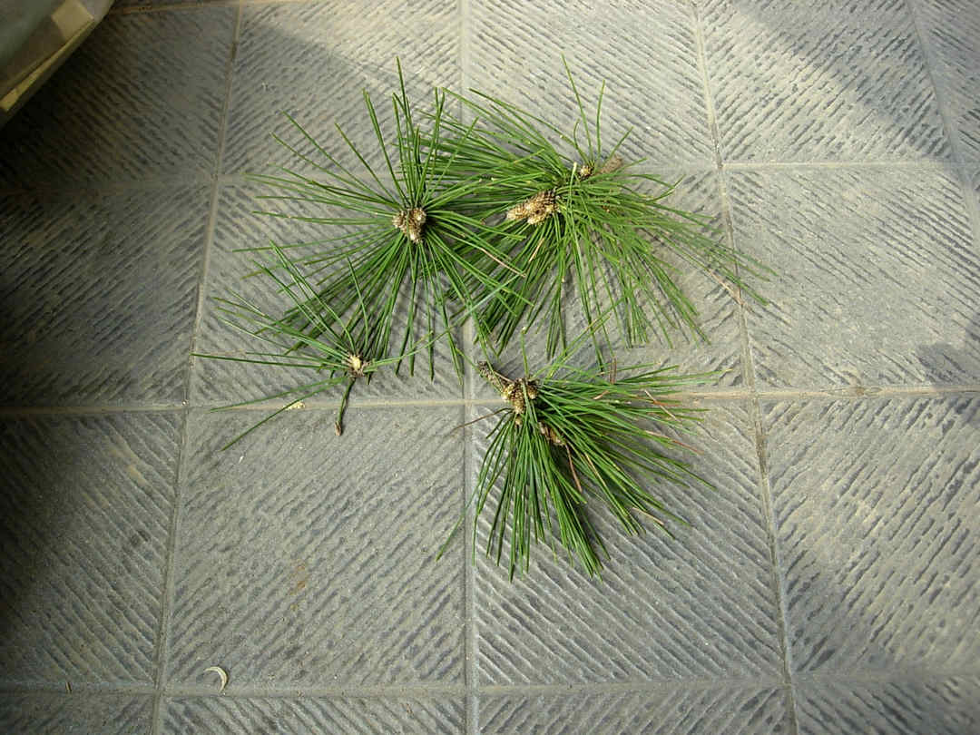 DSCN7493.jpg
