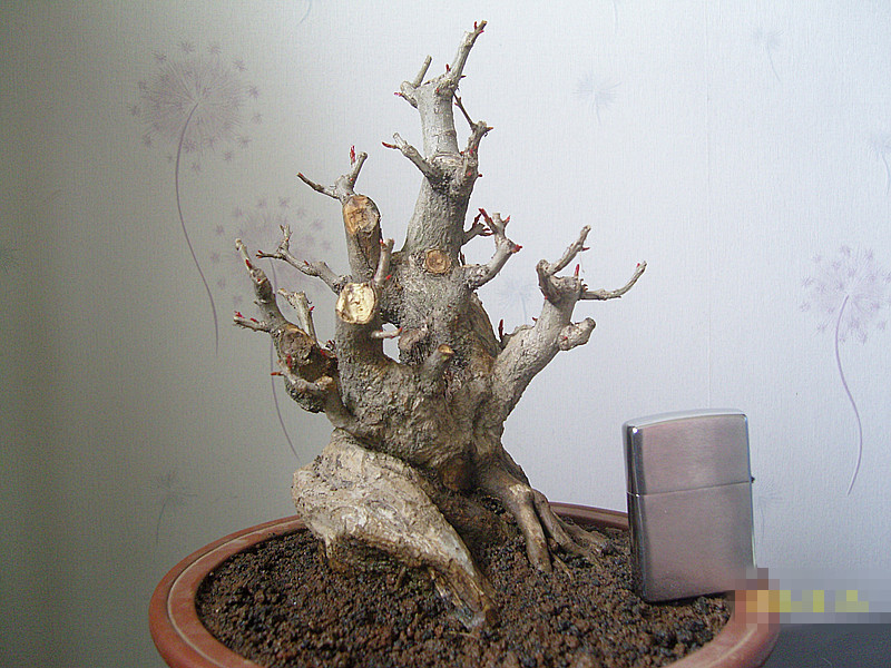 SNC10003_.jpg