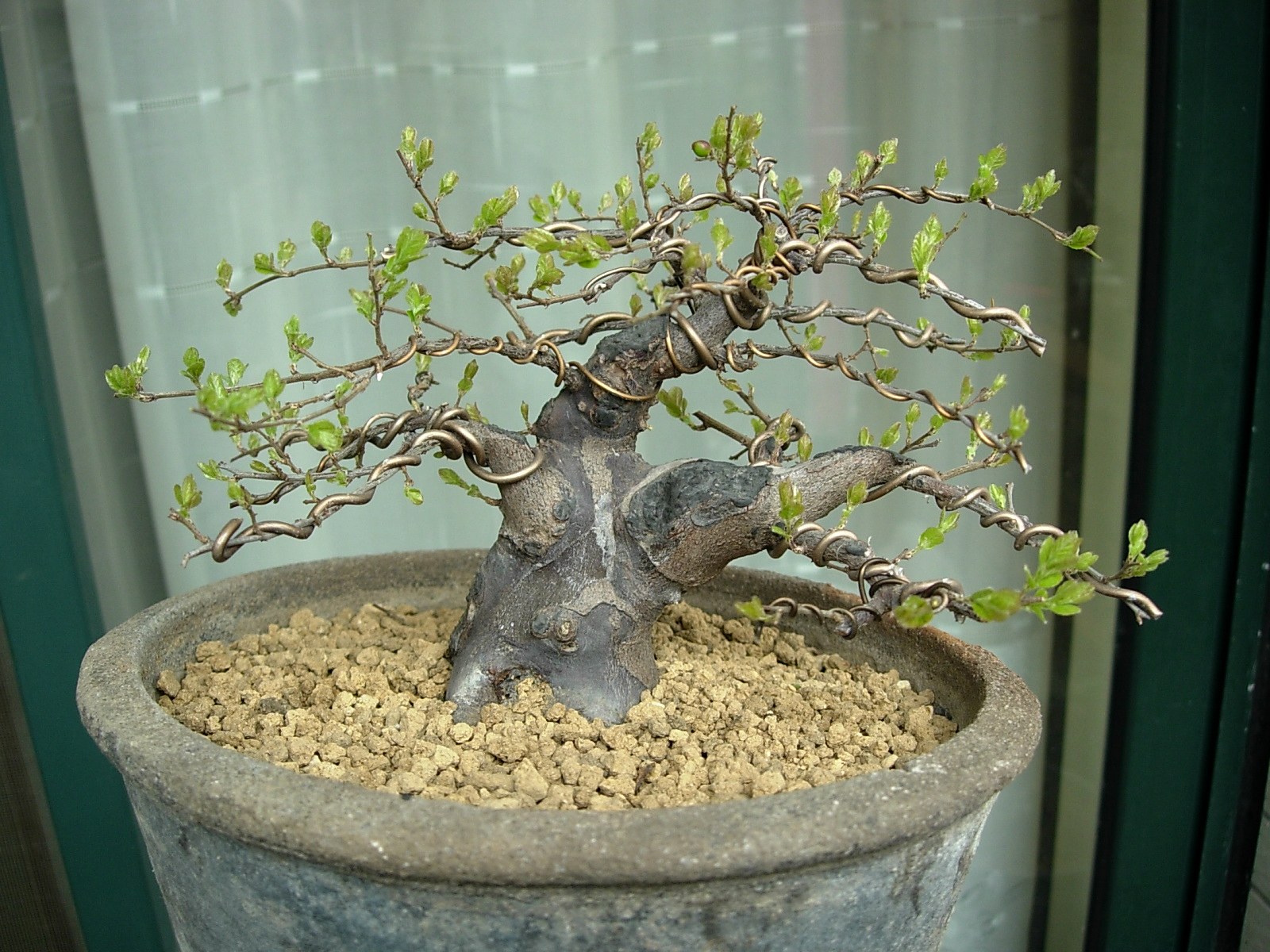 DSCN7503_conew1.jpg